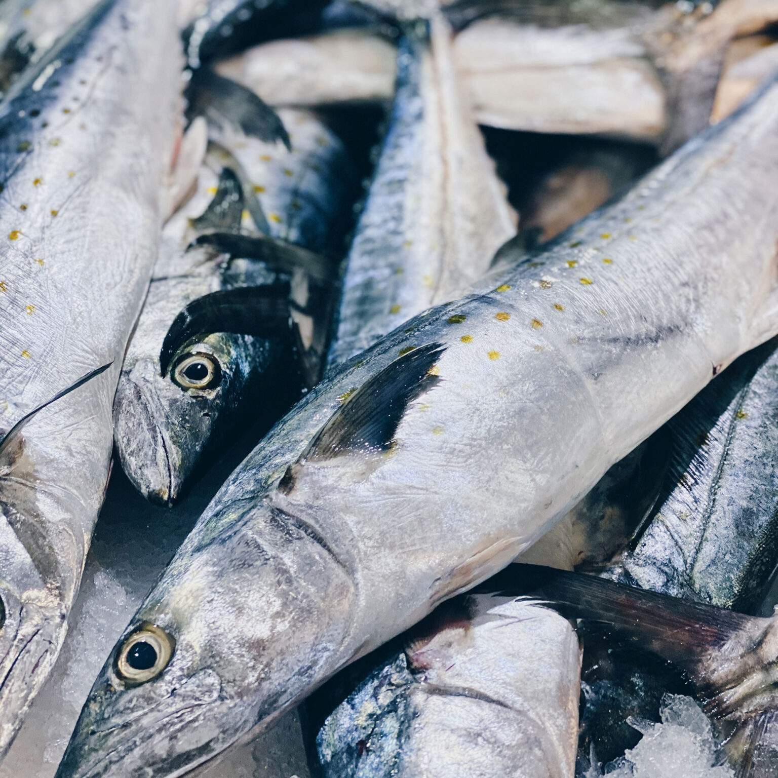 Is Spanish Mackerel Good For Dogs at Eddie Melton blog