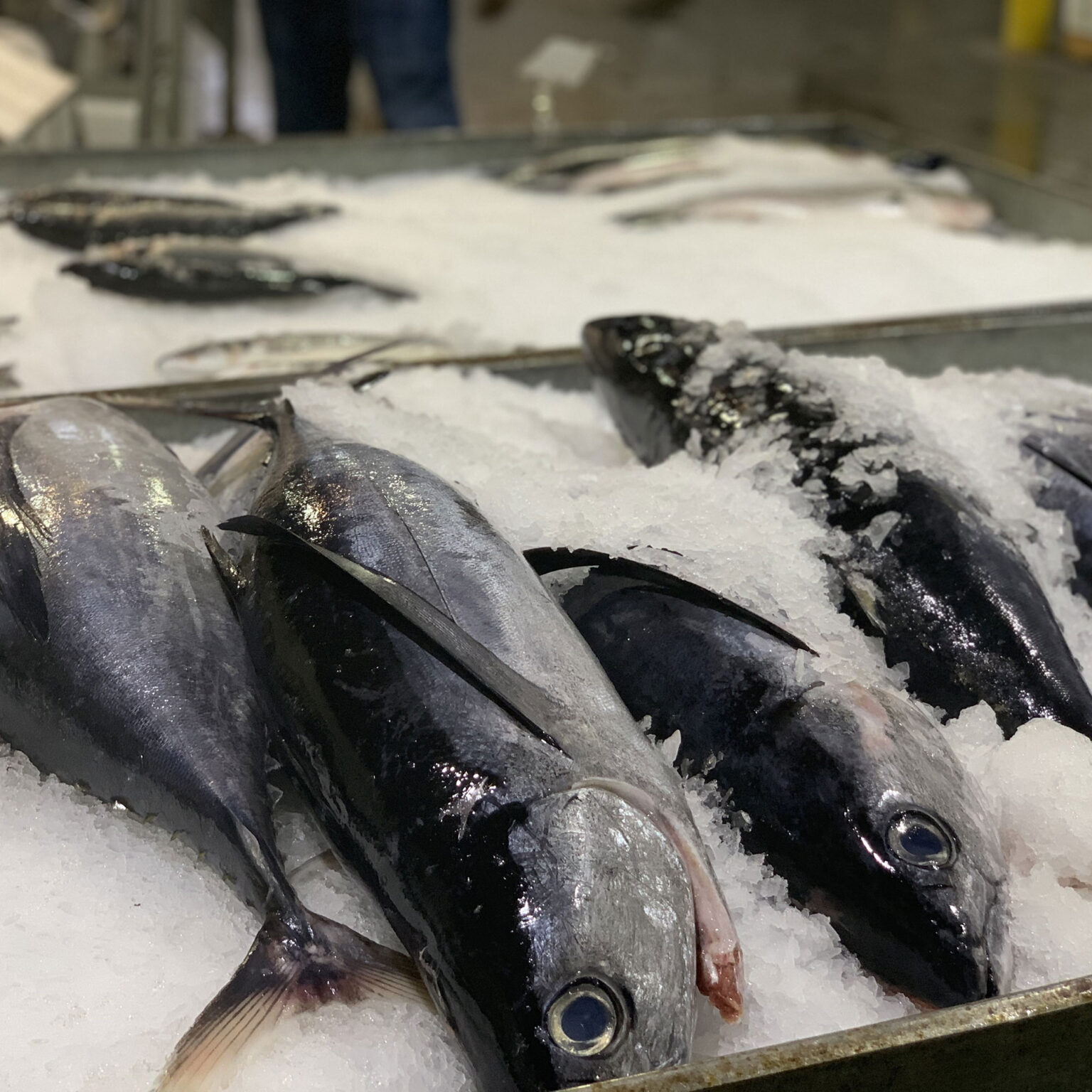 Albacore Tuna Pacific Fresh