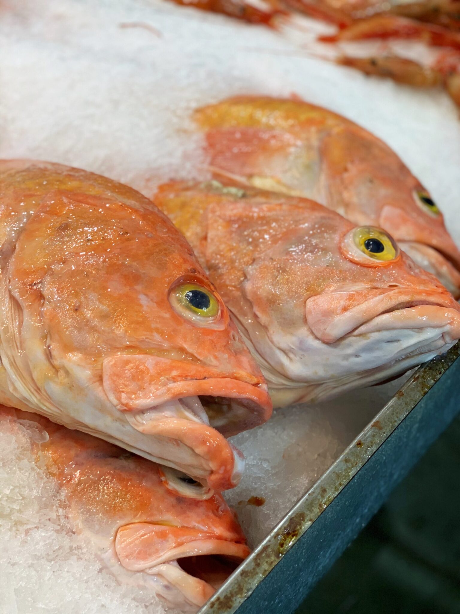 Golden Eye Snapper Pacific Fresh