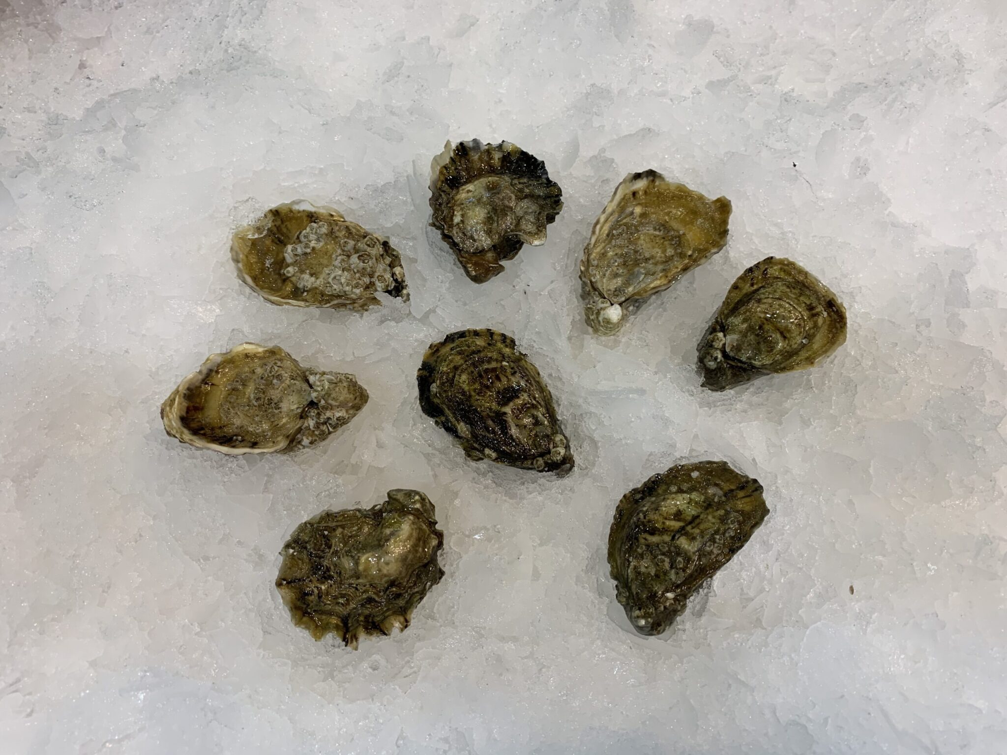 Kumamoto Oysters Pacific Fresh