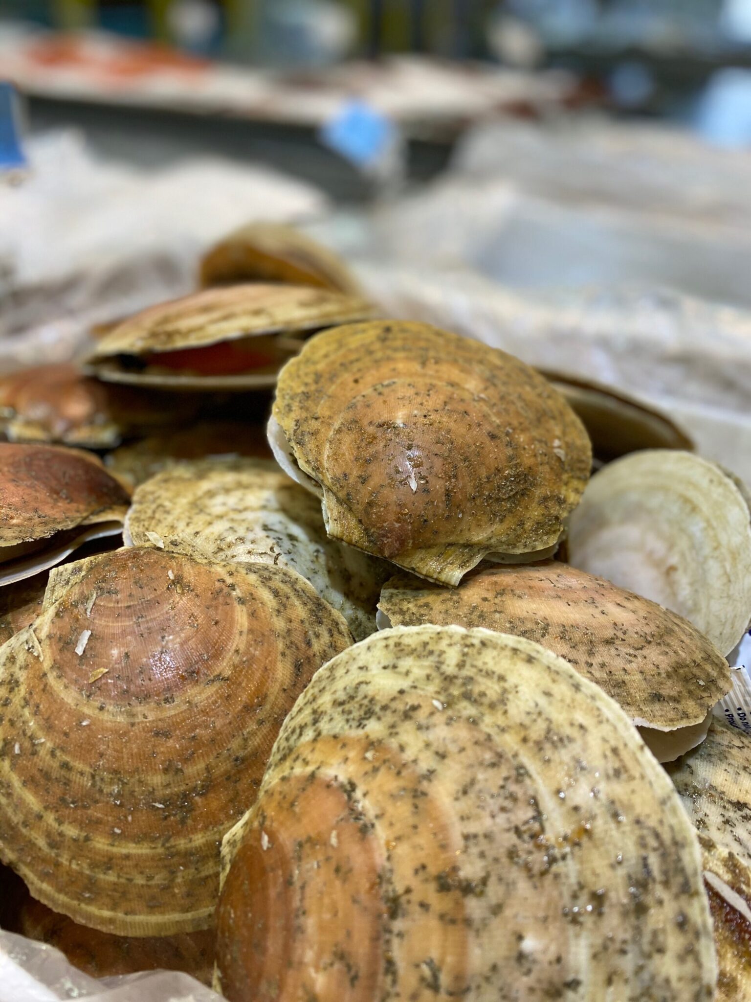 Callo De Hacha Vivo:  Your Guide To Fresh, Live Scallops - c6bcht0